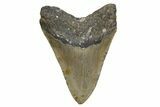 Serrated, Fossil Megalodon Tooth - North Carolina #345654-2
